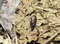 Agonum sordidum